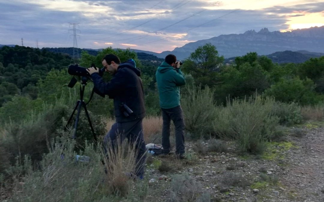 Gran èxit en el cens de rapinyaires nocturns al Parc Natural de Sant Llorenç del Munt i l’Obac