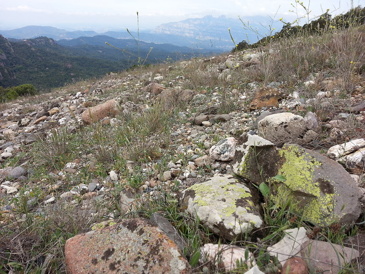 Balanç dels seguiments de biodiversitat al Parc Natural de Sant Llorenç del Munt i l’Obac l’any 2019