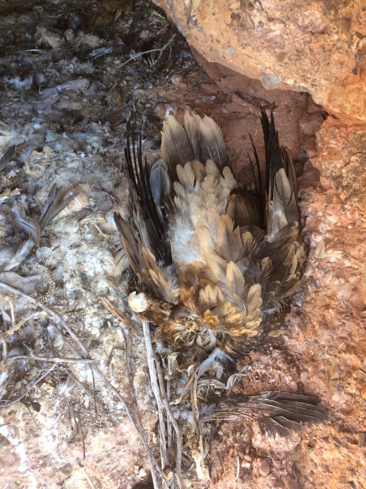 An Egyptian vulture dead due to rodenticide consumption.