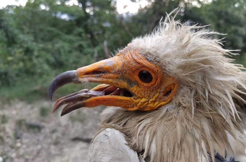 Studying Egyptian vultures with GPS, a novel tool for conservation