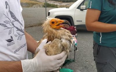 Volcà, an adult Egyptian vulture from the Garrotxa Volcanic Zone Natural Park gets to Africa!