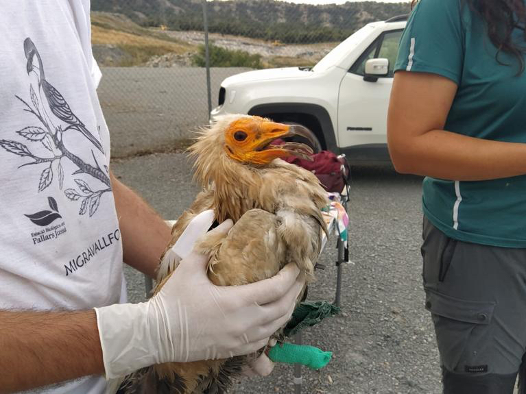 Volcà, an adult Egyptian vulture from the Garrotxa Volcanic Zone Natural Park gets to Africa!