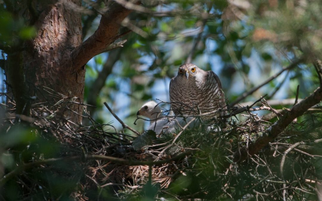 An indicator of mature and endangered forests: The Northern Goshawk