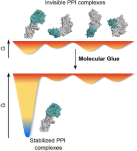 Understanding the Role of H-Bonds in the Stability of Molecular Glue-Induced Ternary Complexes