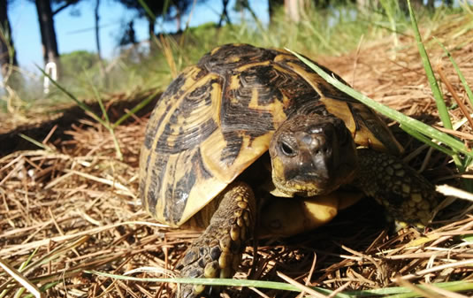 Testudo hermanni hermanni