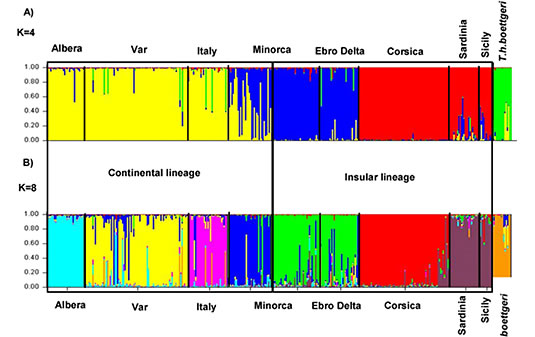 Genetic Testudo hermanni hermanni 