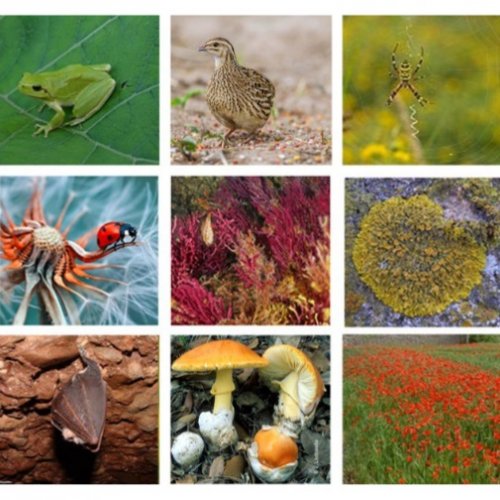 Curso microcredenciales: Técnicas Moleculares para la Evaluación de la Biodiversidad