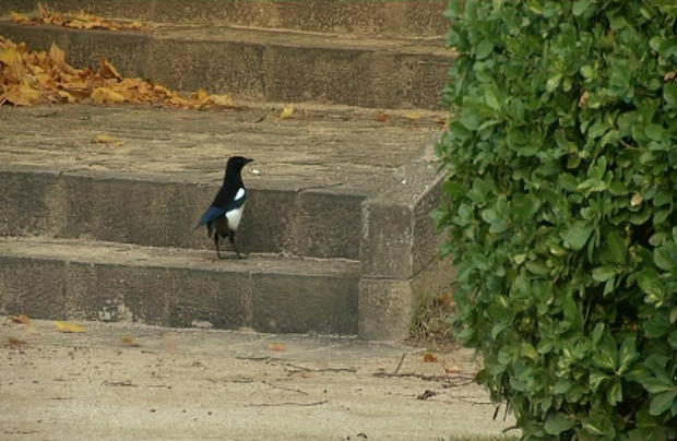 Un centenar de especies de aves anidan en Barcelona. BTV