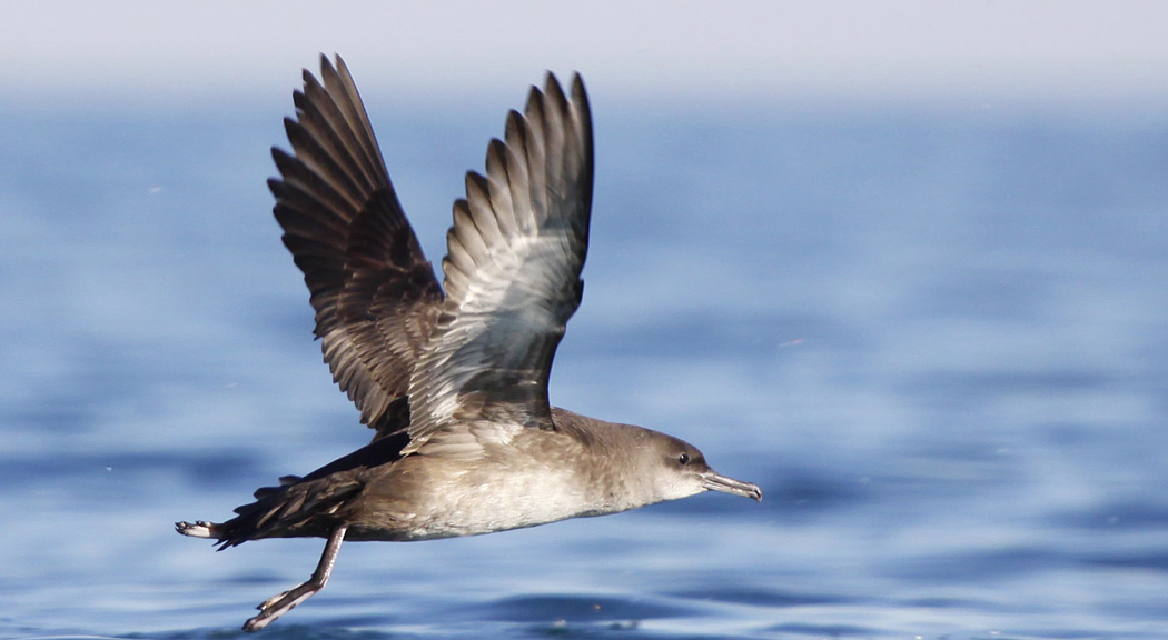 Anzuelos sin pájaros