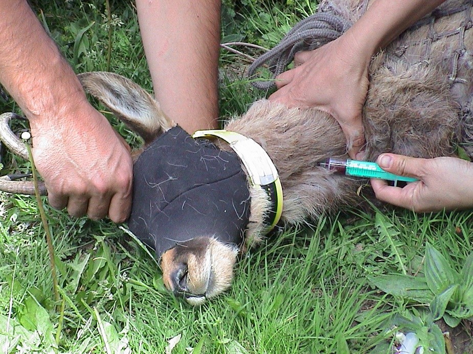 Cap a un ús estandarditzat de l'hematologia en estudis de vertebrats salvatges