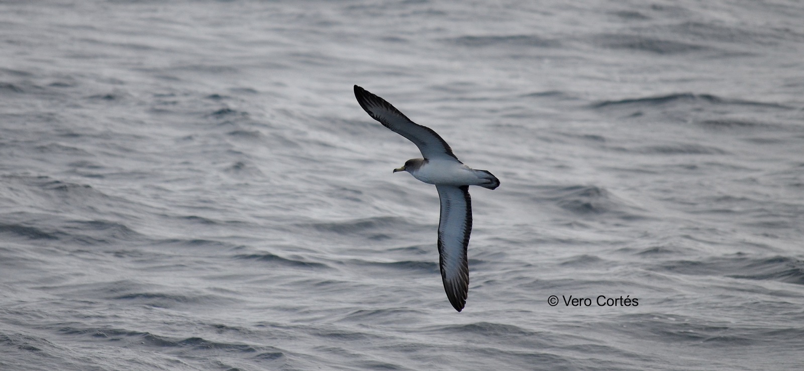 Entrevista a Verònica Cortés
