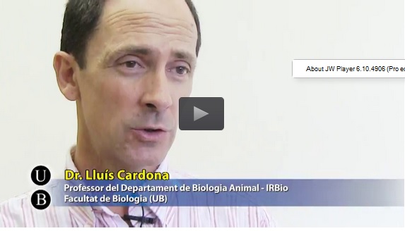 Palangre i tortuga babaua: solucions per a una pesca sostenible