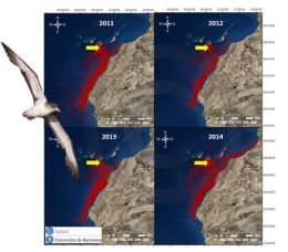 El petroli, una amenaça per als ocells marins