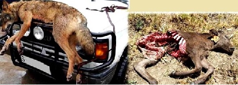 Anàlisi de gestió i conservació de grans carnívors