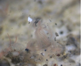 Sexe bacterià, museística, ecologia, bioremediació i urbanisme cel·lular