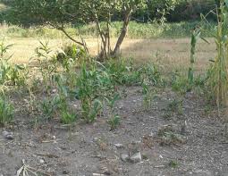 El glifosat que s'aplica a l'Anoia ha alterat la qualitat de l'aigua