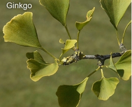 Actualitzat nou catàleg del jardí Ferran Soldevila a l’Edifici Històric amb 218 espècies botàniques