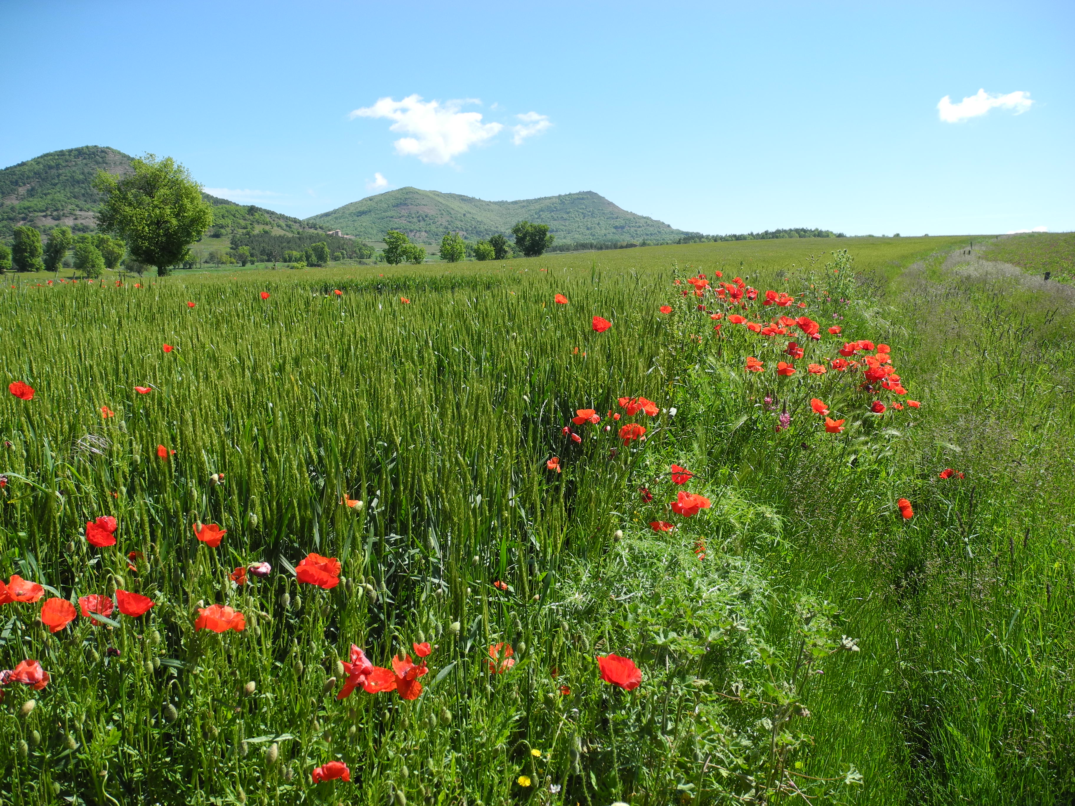 Jornada de recerca i innovació en sistemes herbacis extensius ecològics