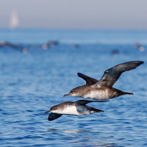 La hibridación entre especies ha sido decisiva para la supervivencia del ave marina más amenazada de Europa