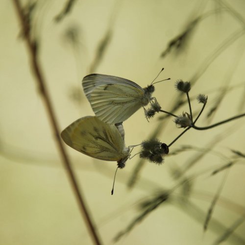 Los episodios climáticos más extremos e imprevisibles pueden colapsar poblaciones de insectos comunes como las mariposas