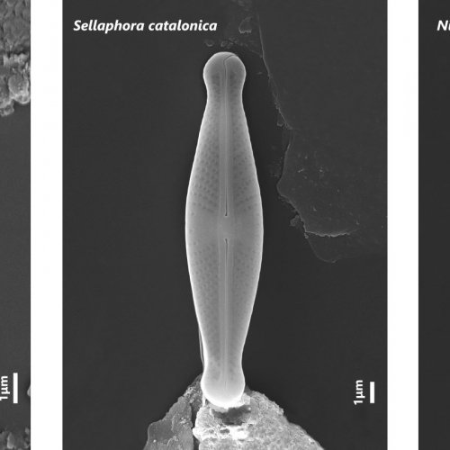 Descubren tres nuevas especies de diatomeas en pozas temporales de la Península Ibérica