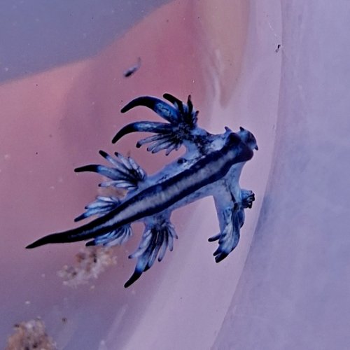 Presencia del dragón azul (Glaucus atlanticus) en la costa catalana 