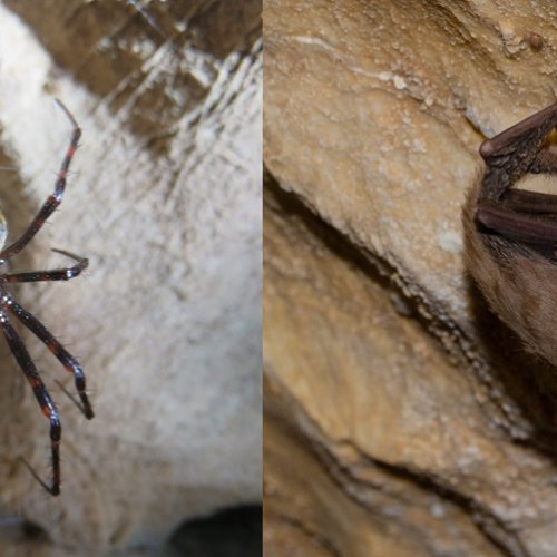 SPIDERWEBAT: Telarañas como herramienta para proteger murciélagos. (Ayuda PR-IRBio 2025)