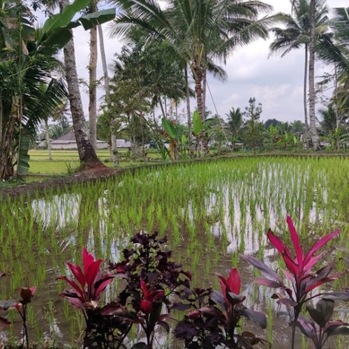 ¿Cómo facilitan las hormonas vegetales la supervivencia de las plantas en ambientes extremos?