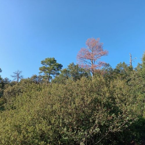 La posición en el nicho climático explica la vulnerabilidad de los árboles a la mortalidad por sequía