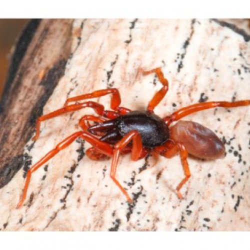 Descifrando los mecanismos implicados en la evolución del tamaño del genoma 