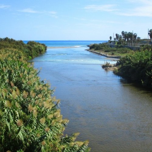 La presencia de la caña en la ribera de los ríos podría ser beneficiosa para los peces
