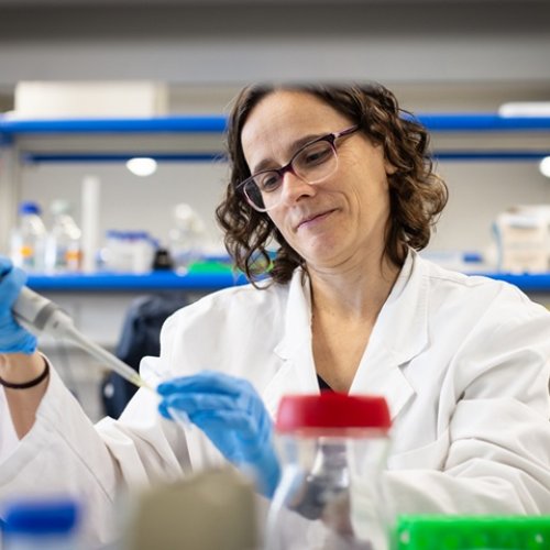 ¿Cómo fue la transición del medio acuático al terrestre de la vida animal? 