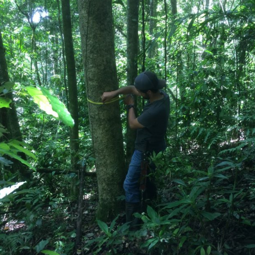 Los bosques de ribera y los nubosos son los que más carbono acumulan en la selva tropical de Nicaragua