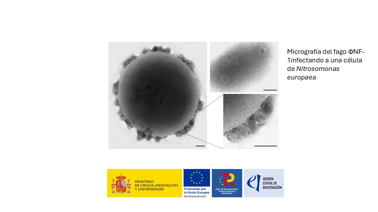 FAGONIT: Tecnología fágica como inhibidor de la nitrificación aplicada a la generación de fertilizantes nitrogenados