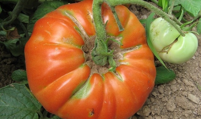 La Fundació Miquel Agustí se propone recuperar técnicas antiguas de cultivo del tomate en ecológico para maximizar el rendimiento, preservar el sabor y el medio ambiente