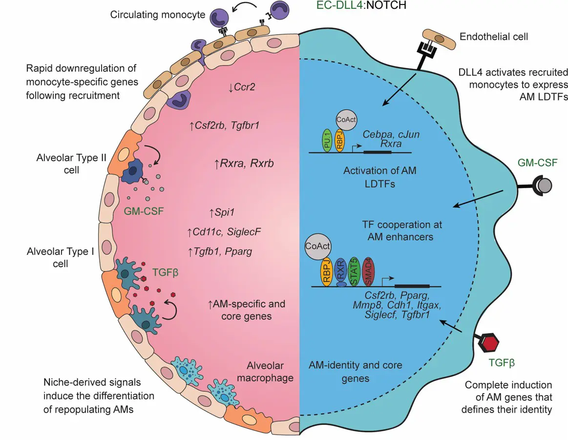 graphical abstract