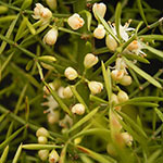 Asparagus densiflorus