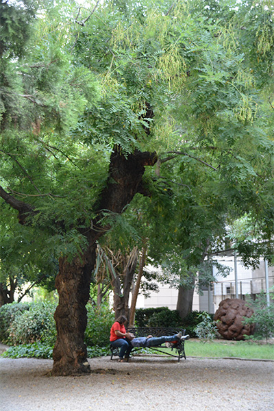 imatge de  uin arbre i banc del Jardí Ferran Soldevila 