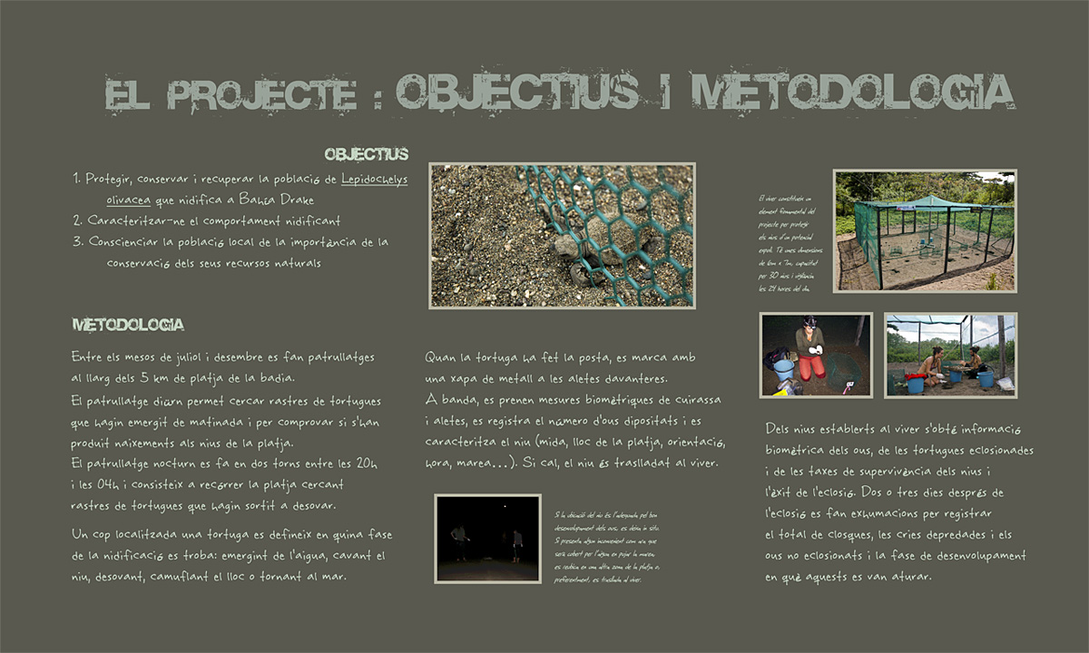 Plafó 5 de l'exposició "Projecte de conservació de tortuga lora a Bahía Drake (Costa Rica)" amb fotografies d'Irene Sicilia (Objectius i Metodologia)