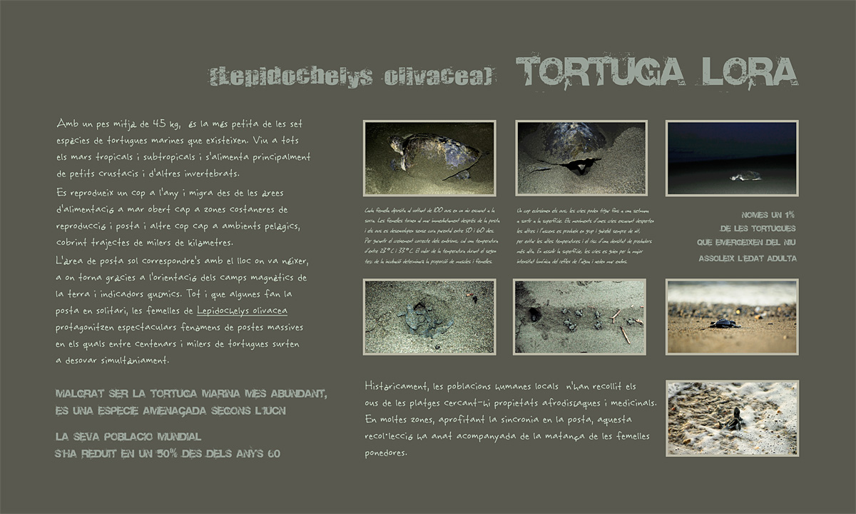 Plafó 3 de l'exposició "Projecte de conservació de tortuga lora a Bahía Drake (Costa Rica)" amb fotografies d'Irene Sicilia (Lepidochelys olivacea)