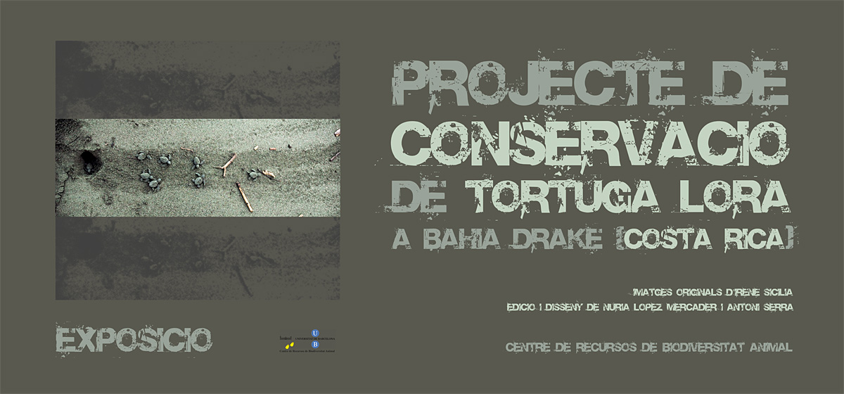Plafó 1 de l'exposició "Projecte de conservació de tortuga lora a Bahía Drake (Costa Rica)" amb fotografies d'Irene Sicilia (Títol)