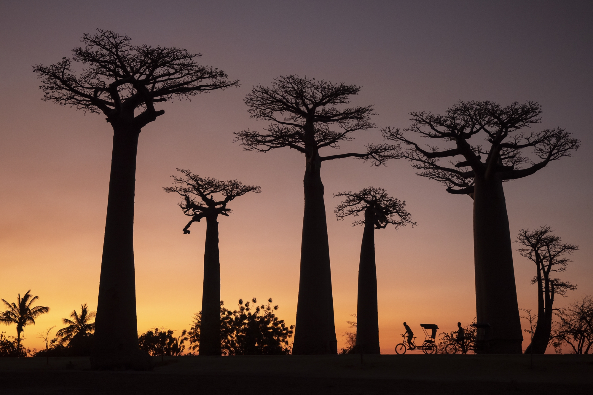 fotoNAT-UB 2019 - SELECCIONADA DE NATURA: L'avinguda dels baobabs (Montserrat Pallàs)
