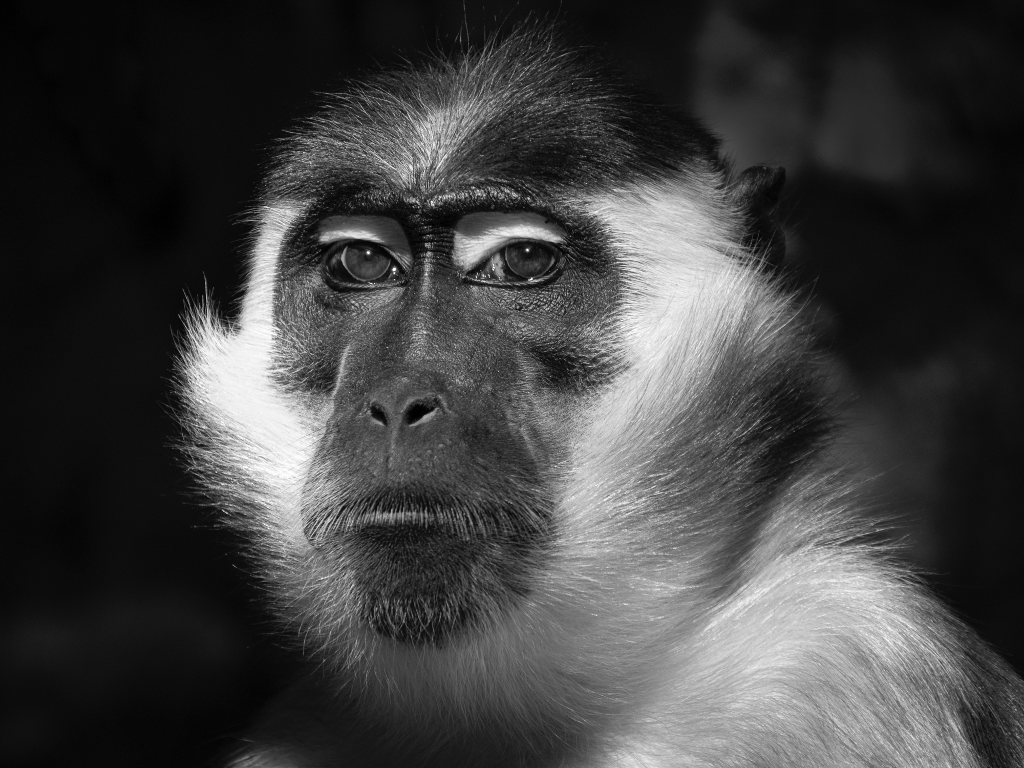 fotoNAT-UB 2019 - SELECCIONADA DE ZOOLOGIA: Mirada de primat - Pascal, mascle de Mangabei de collar (Montserrat Pallàs)