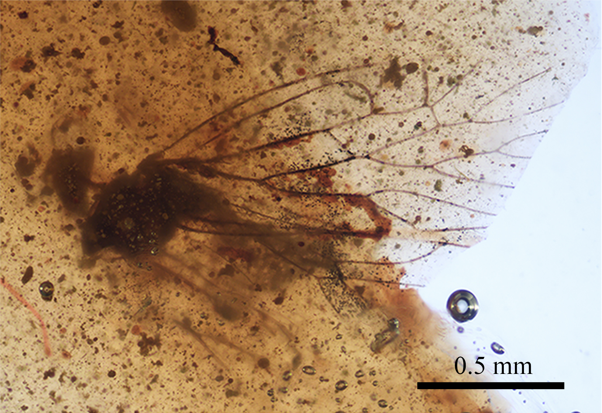 Foto de l'Holotipus de la nova espècie descrita en aquest treball