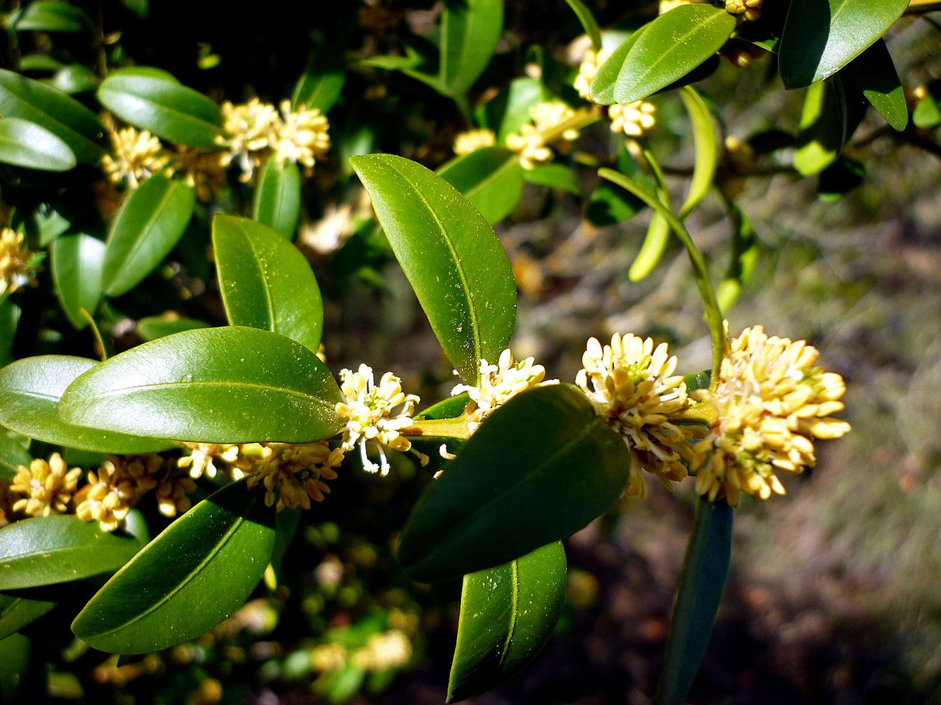 Buxus sempervirens L. (Buxaceae)