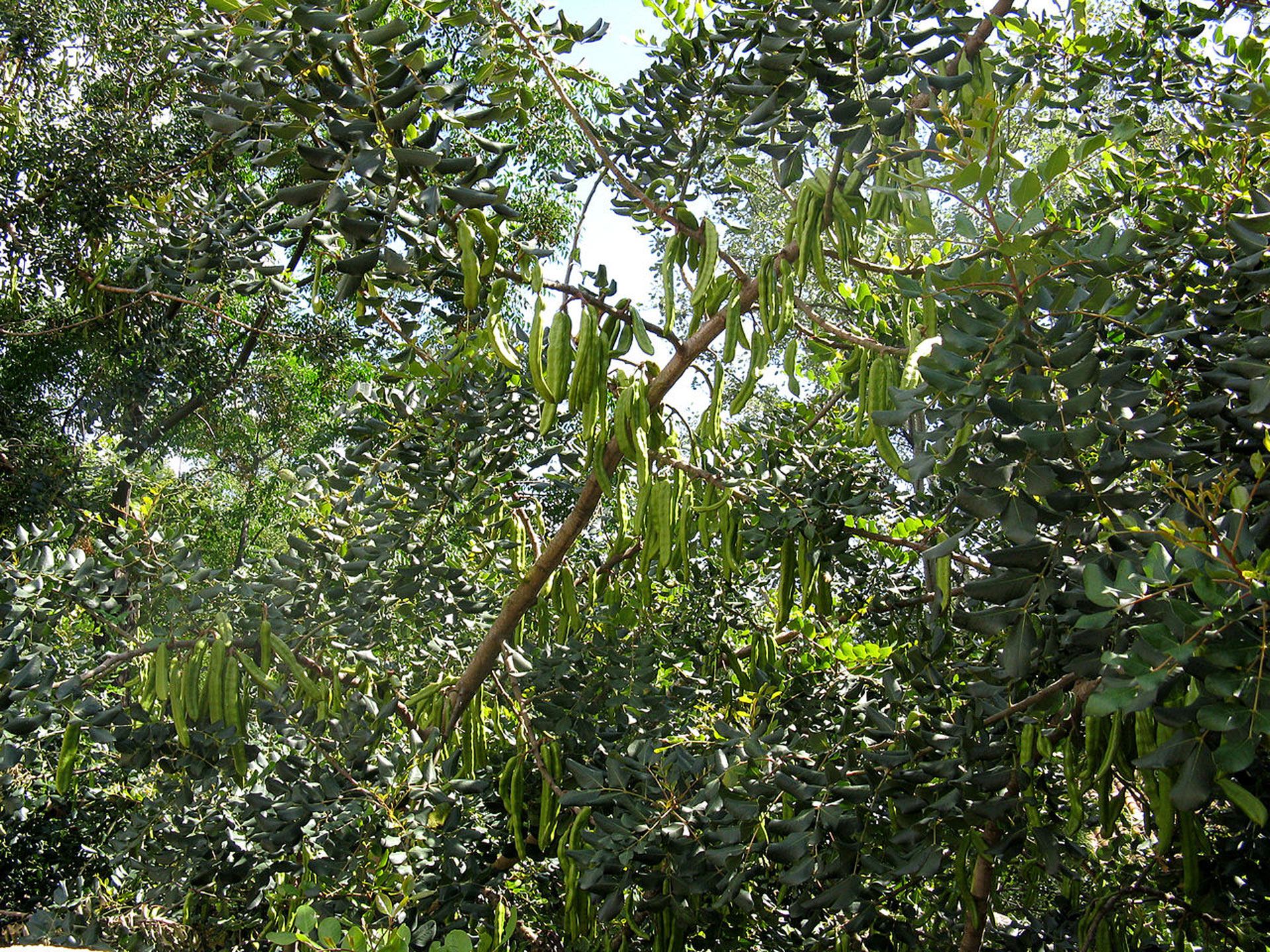 Ceratonia siliqua (garrofer)