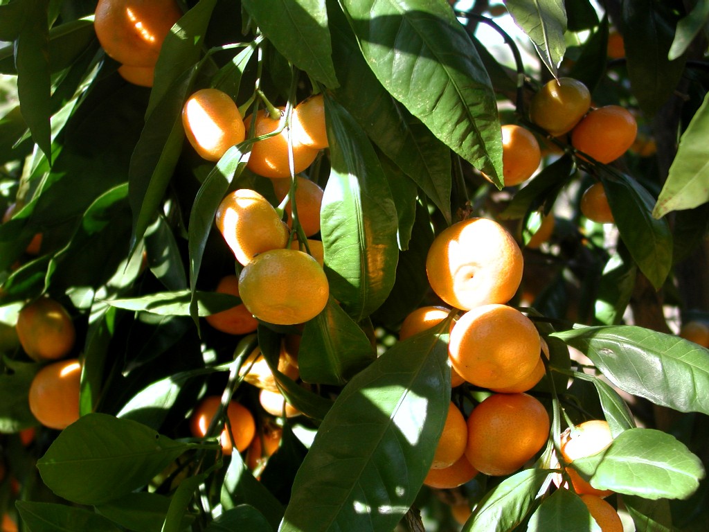 Citrus reticulata (mandariner)