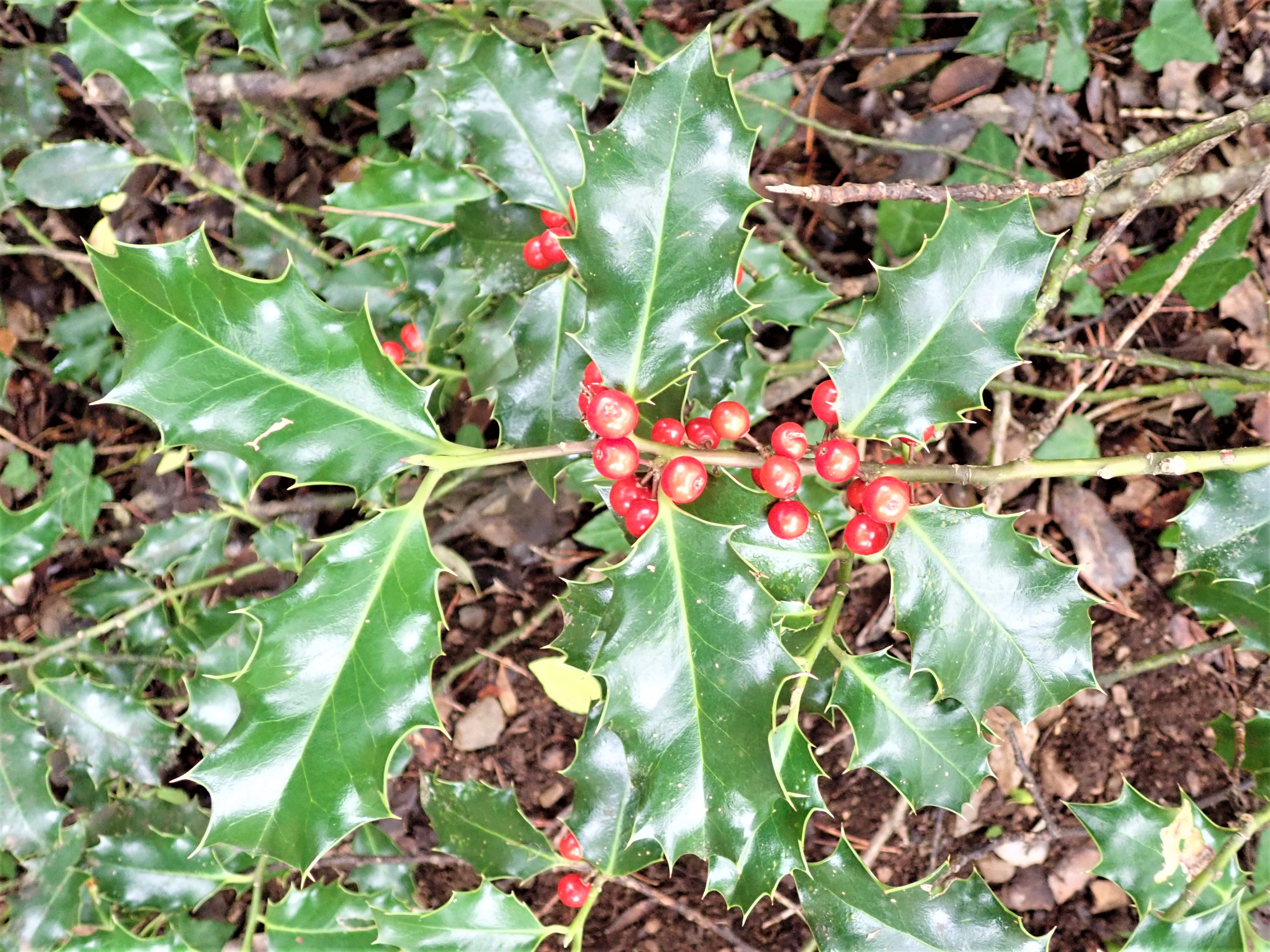 Llex aquifolium (grèvol)