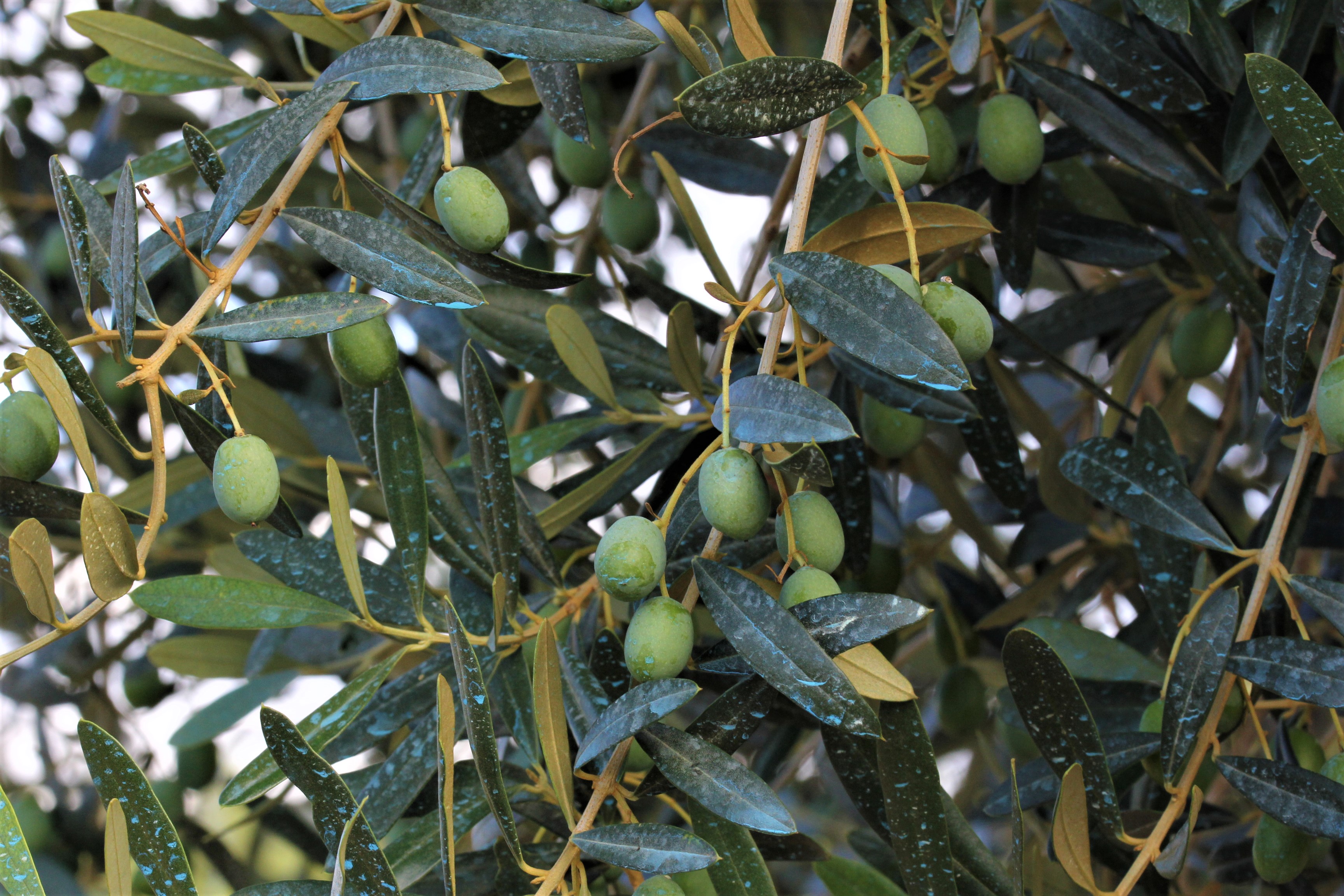 Olea europaeae (olivera)