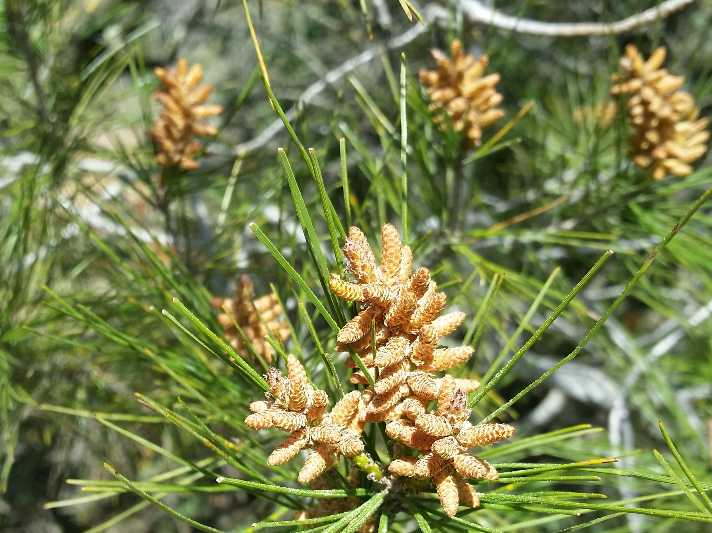 Pinus halepensis (pi blanc)